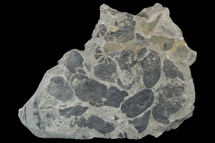 Pennsylvanian Fossil Fern (Macroneuropteris) Plate - Kentucky #181352
